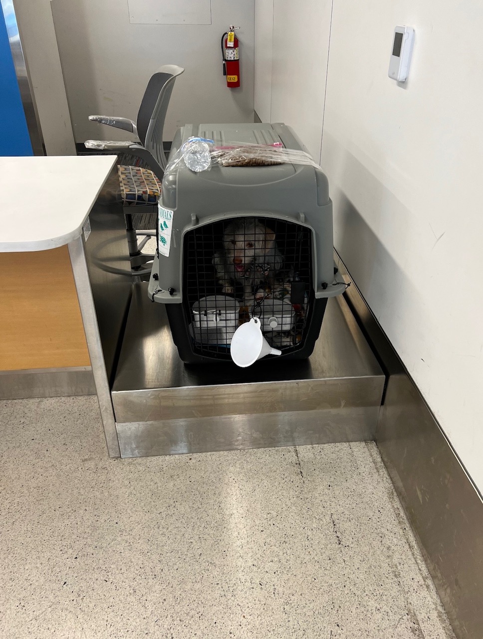 Small dog checked in at the airline pet counter