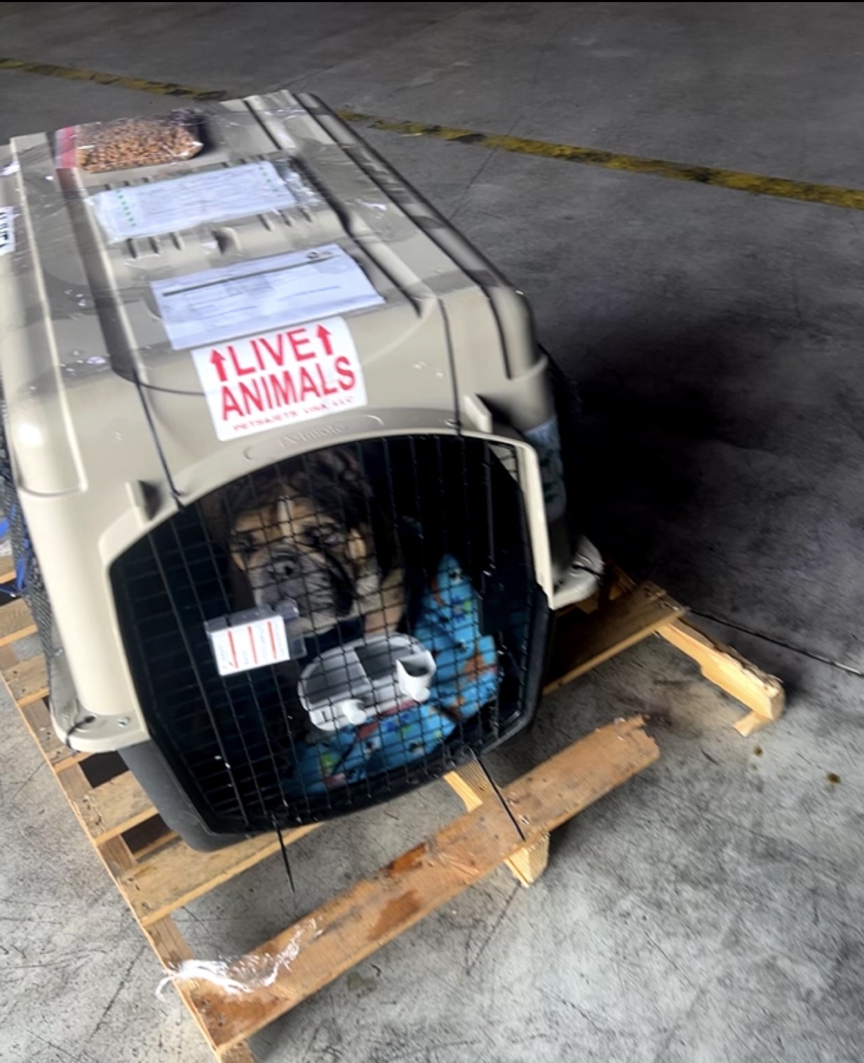 Live Animals crate palletized and ready to fly